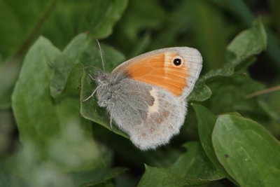 Coenonympha pamphilus -Small Heath