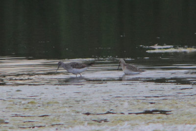 Trings flavipes - Lesser Yellowlegs with Calidris ferruginea - Curlew Sandpiper