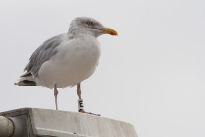 Zilvermeeuw