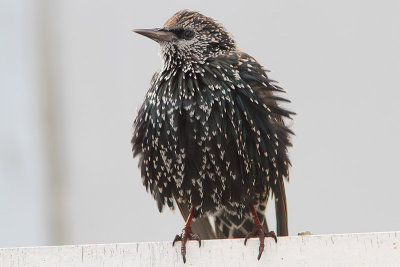 Sturnus vulgaris - European Starling