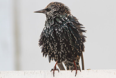 Sturnus vulgaris - European Starling