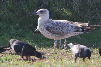 Herring Gull Bu[M=]