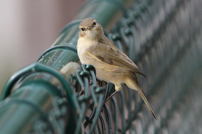 Phylloscopus collybita - Chiffchaff