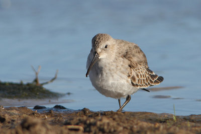 Calidris alpina -Dunlin