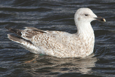 Zilvermeeuw