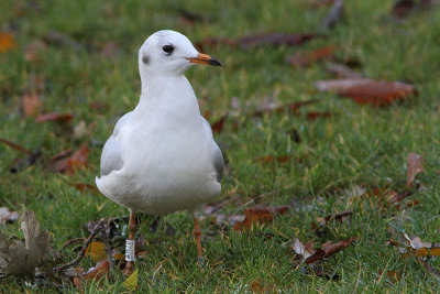 Black-headed Gull W[AH20]