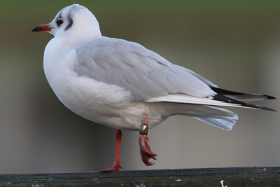 Kokmeeuw
