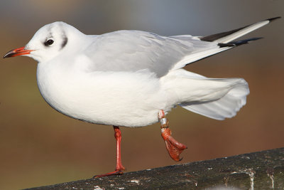Kokmeeuw
