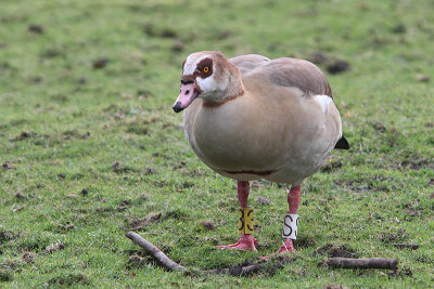 Egyptian Goose W[S]/Y[3]