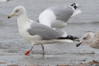 Zilvermeeuw
