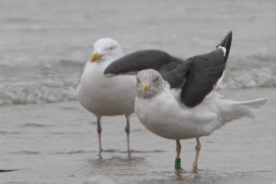 Lesser Black-backed Gull G[YARP]