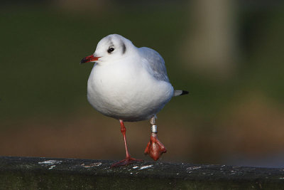 Kokmeeuw