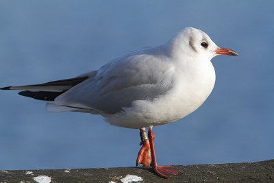 Kokmeeuw
