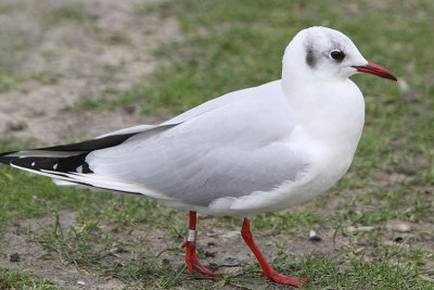 Black-headed Gull M[3722730] Arnhem