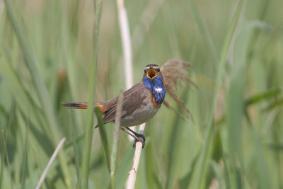 Luscinia svecica cyanecula - Bluethroat