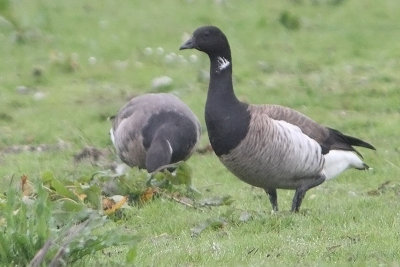 Branta hrota - Pale-bellied Brent Goose