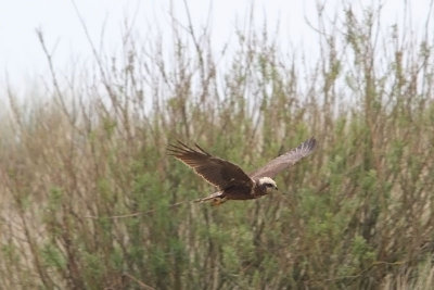 Circus aeruginosus - Western Marsh-harrier