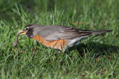 Turdus migratorius - American Robin