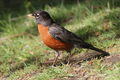 Turdus migratorius - American Robin