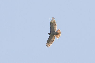 Roodstaarbuizerd