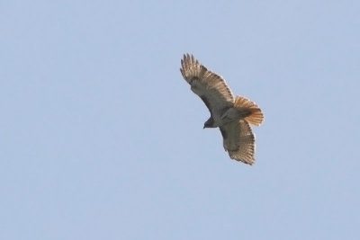 Roodstaarbuizerd