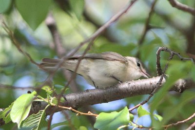 Vireo gilvus- Warbling Vireo 
	
	