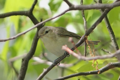 Vireo gilvus- Warbling Vireo