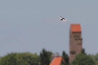 Witvleugelstern