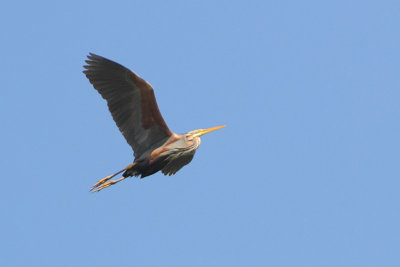 Ardea purpurea - Purple Heron