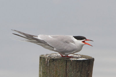 Sterna hirundo - Common Tern