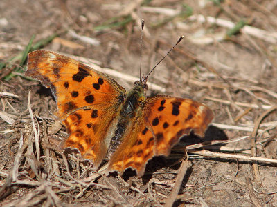 Polygonia c-album - Comma