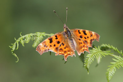 Polygonia c-album - Comma