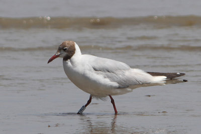 Black-headed Gull W[TACN]