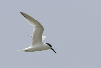 Thalasseus sandvicensis - Sandwich Tern