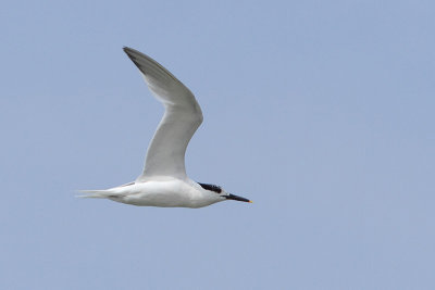 Thalasseus sandvicensis - Sandwich Tern