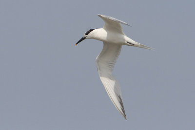 Thalasseus sandvicensis - Sandwich Tern