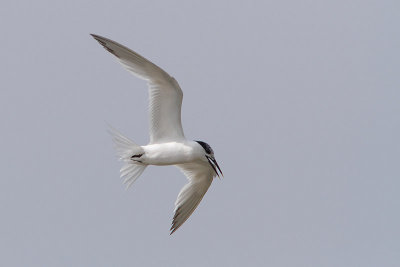 Thalasseus sandvicensis - Sandwich Tern