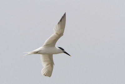 Thalasseus sandvicensis - Sandwich Tern