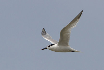 Thalasseus sandvicensis - Sandwich Tern