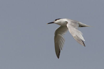 Thalasseus sandvicensis - Sandwich Tern