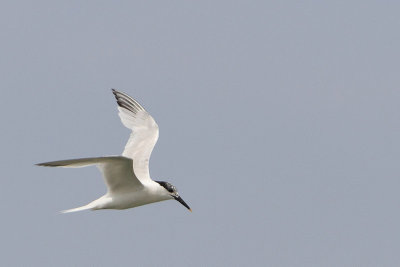 Thalasseus sandvicensis - Sandwich Tern
