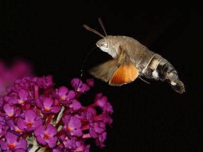 Nachtvlinders en Micro's - Moths