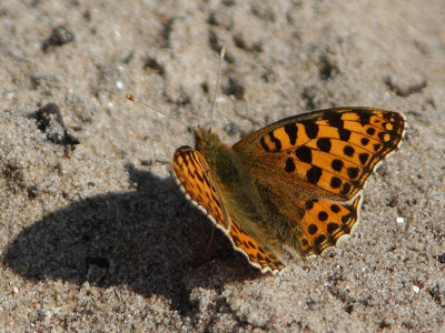 Issoria lathonia - Queen of Spain Fritillary