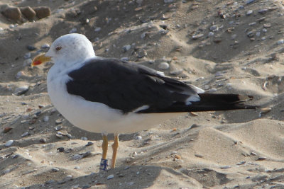 Lesser Black-backed Gull Bu[J5ER]