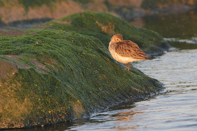 Calidris alpina - Dunlin