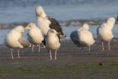 Lesser Black-backed Gull Bu[VN1C]