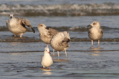 Lesser Black-backed Gull Bu[VX5L]