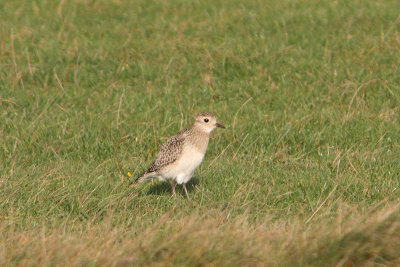 Pluvialis apricaria- Golden Plover