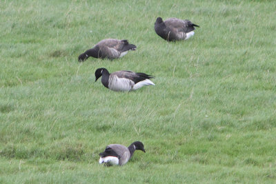 Branta hrota - Pale-bellied Brent Goose