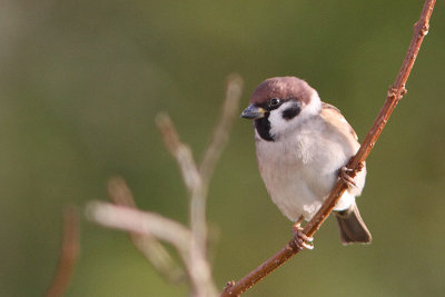 Passer montanus - Eurasian Tree Sparrow